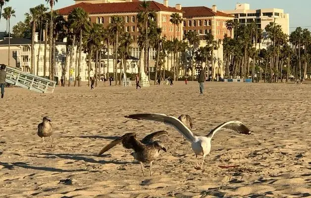 Beautiful Sunset in Santa Monica Beach 4 