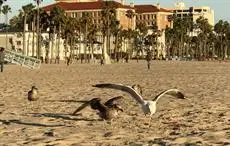 Beautiful Sunset in Santa Monica Beach 4 