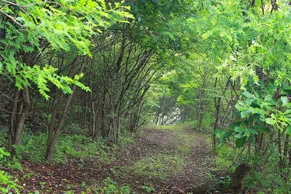 Gyeongju Forest Garden Pension 