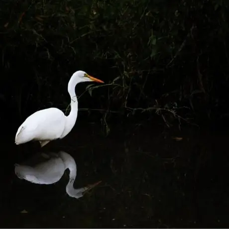 The River Goose