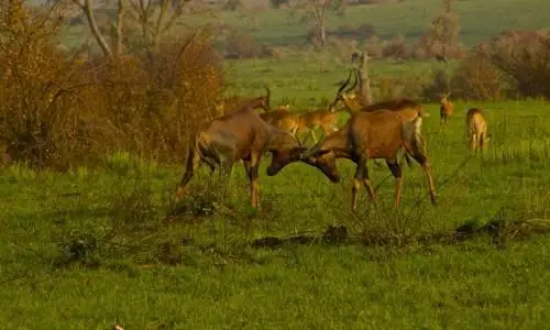 Marafiki Safari Lodge Kasese