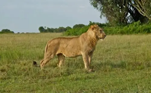 Marafiki Safari Lodge Kasese 