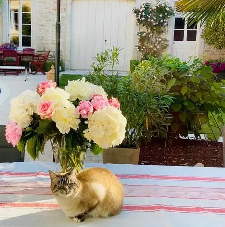 LE JARDIN Chambre de charme piscine a Meursault