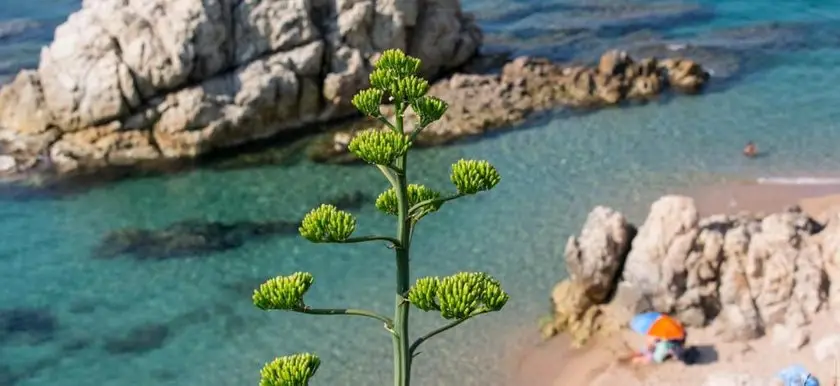 Calella Beach 