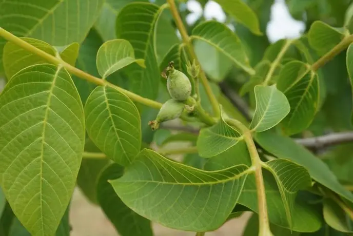 La Huella Verde