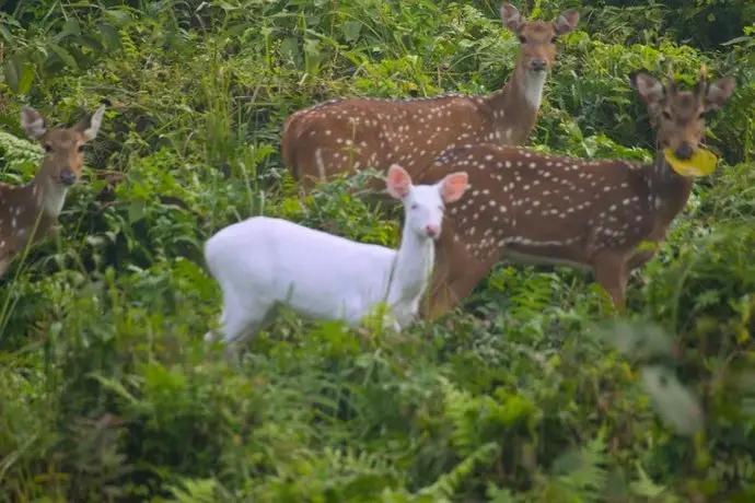 Chital lodge 