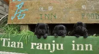 LongJi Terraces Tian ranju Inn 