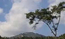 Bamboo garden Pokhara 