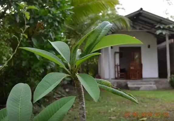 Homestay - River Edge Bentota 