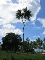 Homestay - Aussie volunteer in Tonga 