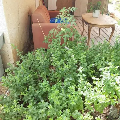 Quiet and beautiful bungalow near to old Jaffa City