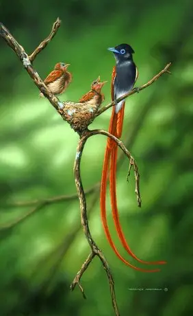 Paradise Flycatcher Accomodation