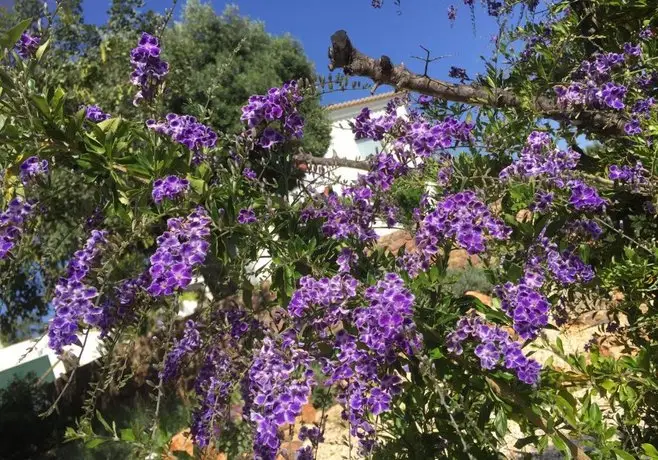 La Senhora das Oliveiras