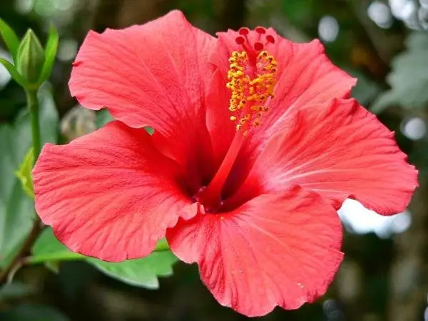 Duplex Hibiscus