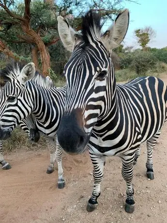 Umhlanga Kruger