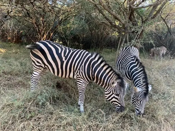 Umhlanga Kruger